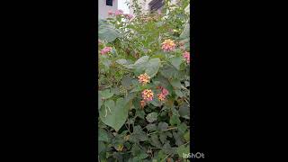 West Indian Lantana Plant Lantana is looking good Beauty realme communitynatural [upl. by Sarajane]