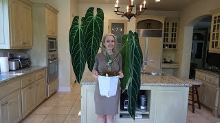 Ultimate Guide how to grow huge Anthuriums in your home including Warocqueanum  in low humidity [upl. by Dorej]