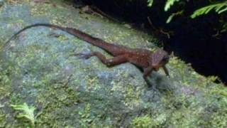 Anolis oculatus in Dominica [upl. by Esyak]