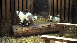 Ryefield Pygmy Goat kids playingAVI [upl. by Cassius1]