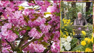 CERISIERS DU JAPON LES PLUS BEAUX ARBRES À FLEURS POUR FAIRE DE L’OMBRE Le Quotidien du Jardin N°356 [upl. by Eiliah]