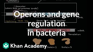 Operons and gene regulation in bacteria [upl. by Radferd]