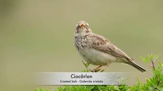 Ciocârlan  Crested lark  Galerida cristata [upl. by Egbert706]