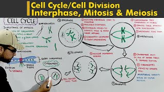 Cell Cycle or Cell division complete lecture Interphase Mitosis and Meiosis [upl. by Orbadiah650]