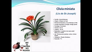 Fiche technique Clivia miniata Lis de St Joseph [upl. by Lay]