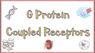 G Protein Coupled ReceptorsGPCRs  Structure Function Mechanism of Action Everything [upl. by Landri]