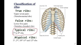 Brinjet Tipike  Typical Ribs [upl. by Iaria]