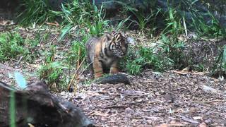 Tiger Cubs at Taronga Zoo [upl. by Napoleon]