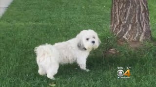 CSU Presents Research On CBD Oil Used For Dogs [upl. by Bart403]