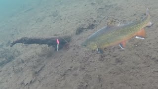 Ice Fishing Brook Trout  Under Water View [upl. by Severn]