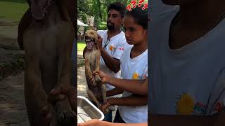 Stuck bonesave dogsGood job👏humanity shortsvideo shorts viralvideo [upl. by Yendahc]