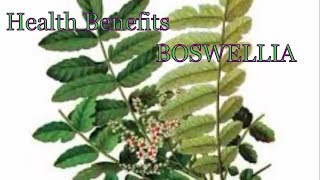 Health Benefits of Boswellia  What Is Boswellia Used For [upl. by Arytal352]