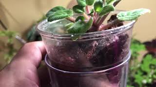 HowTo  Transferring African Violets To SemiHydro [upl. by Capps977]