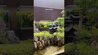 Paludarium penjing 🌳⛩️ paludarium aquarium shorts [upl. by Auos381]