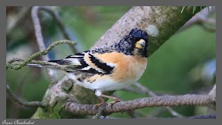 37 oiseaux dans mon jardin  37 birds in my garden [upl. by Chavez872]