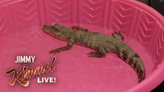 Jimmy Kimmel Pranks Guillermo with Baby Alligator [upl. by Patt]