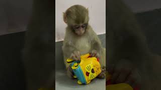 Coco Monkey playing monkeyvideo monkeybaby [upl. by Lyrradal]