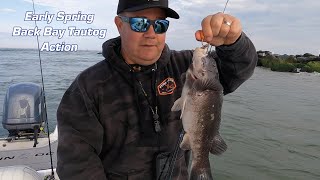 Early Spring Back Bay Tautog Action [upl. by Alexandr]