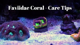 Favites Coral Care Tips [upl. by Drawe455]