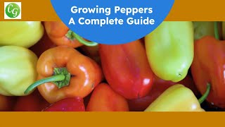 The Ultimate Pepper Growing Guide Expert Tips for a Bountiful Harvest [upl. by Amalita]