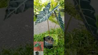 Alocasia Amazonica Plant tropicalplants plants indoorplants shortvideos shorts short [upl. by Palgrave806]