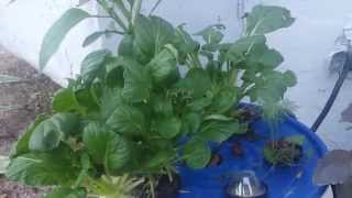 Hydroponic update modified Kratky system [upl. by Paviour13]