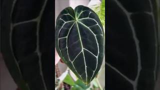 Anthurium Crystallinum Dark Form anthurium crystallinum trending [upl. by Alemap]