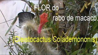 Flor do cacto rabo de macaco [upl. by Edina]