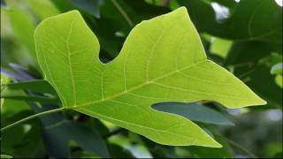 Chinese Tulip Tree [upl. by Alimhaj]