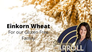 Einkorn Wheat for our Gluten Free Family [upl. by Eliot]