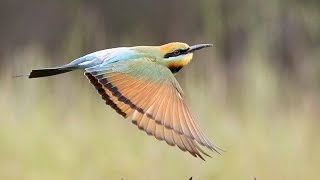 Rainbow Bee eaters nesting and feeding in North East Victoria [upl. by Rubliw]