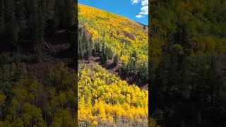 Leaf Peeping Season in Aspen Snowmass shorts [upl. by Leontyne217]