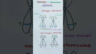 Homologous vs non homologous chromosome  quick learn biology [upl. by Riana]