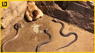 How Dangerous Is The King Cobra  Natural World One Million Snake Bites Preview  BBC Two [upl. by Dasya]