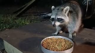 Raccoon Hungry amp Nice [upl. by Bascio]