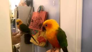 Tequila the Jenday Conure Talking and Dancing [upl. by Aprile]