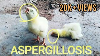 Aspergillosis Brooder pneumonia infection in chickens introduction  symptoms  and treatment [upl. by Ely]