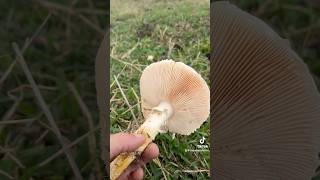 seria um Lepiota Não consegui identificar naturezarelaxante cogumelos mushroom vidanaroça [upl. by Rep]