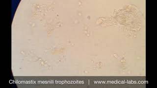 Chilomastix mesnili Trophozoites Lab 4 صيدلة ثانية  طفيليات عملي [upl. by Gnem]