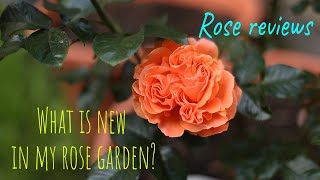 What is new in my rose garden Rose reviews David Austin Kordes Tantau Barni Meilland Rawlins [upl. by Vernon729]