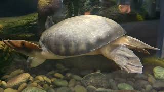 PigNosed Turtle Swims With RedBellied ShortNecked Turtle [upl. by Iorio]