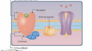 GProtein Coupled Receptors [upl. by Eelarbed]