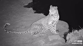 Leopard Visits the Waterhole For a Long Drink and Vocalizes 1062024 exploreorg [upl. by Currier]