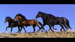 Alexander Rybak quot13 horses quot lyrics in the info box [upl. by Follmer]