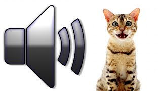 8 HOURS CAT SOUNDS MEOWING NOISES ATTRACT CATS ANNOY CATS [upl. by Ynomrah]