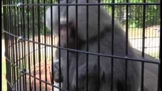 Bam Bam the Hamadryas Baboon [upl. by Sibbie770]