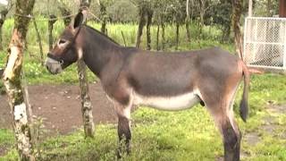 Finca La Guaria Criadero de Burros y Mulas parte 2 [upl. by Mullins677]