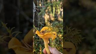 Chanterelles and a Porcini mushrooms borntoforage [upl. by Gunnar63]