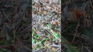 honey bee harvesting honey bee harvesting video honey bee harvesting at home [upl. by Dnar]