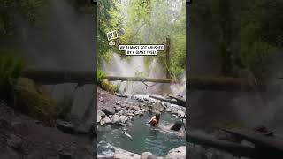 Tree falls next to their hot spring 😳 🎥 Collabashleyyrae [upl. by Okimuk318]